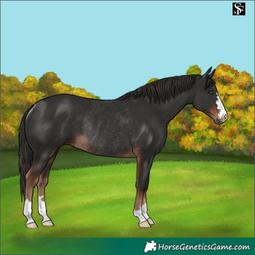 Horse Color:Liver Chestnut Rabicano 