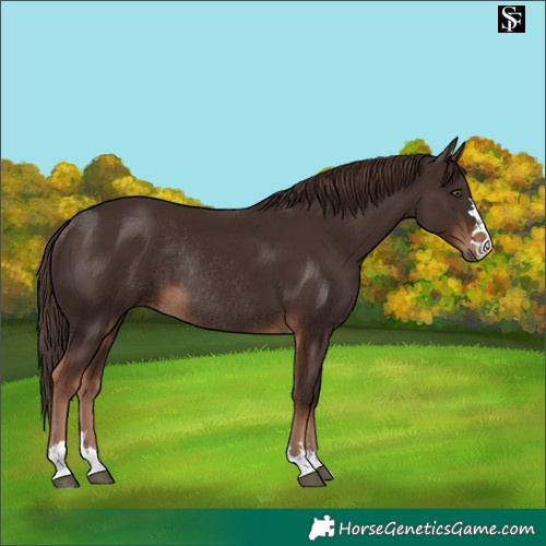 Horse Color:Liver Chestnut Rabicano 