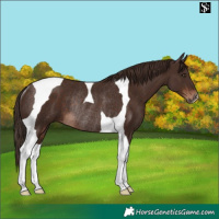 Horse Color:Liver Chestnut Tobiano Rabicano