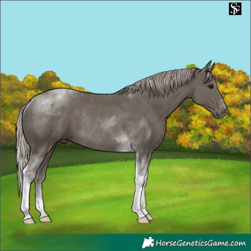 Horse Color:Silver Black Tobiano Rabicano 