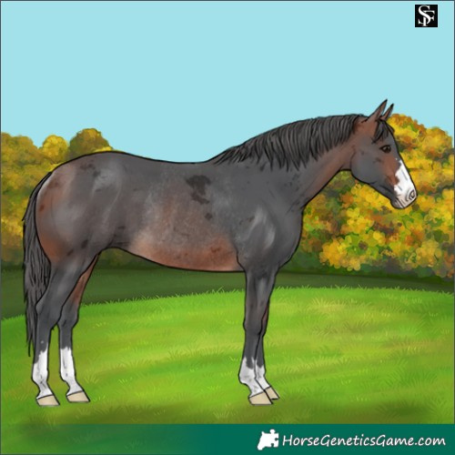 Horse Color:Bay Merle Rabicano 