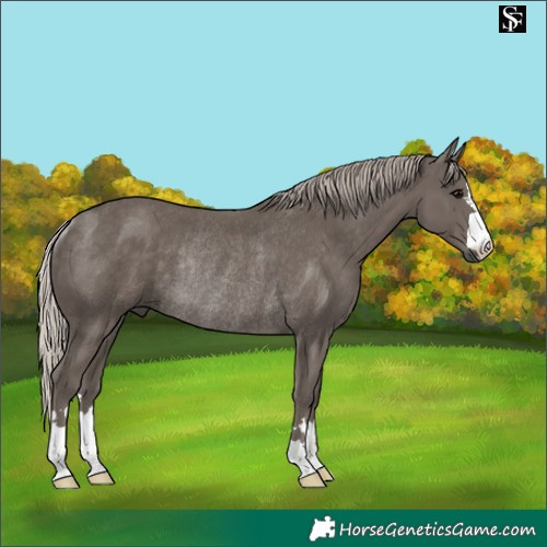 Horse Color:Silver Black Rabicano 