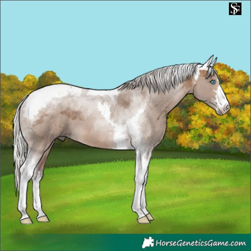 Horse Color:Silver Bay Dun Merle Tobiano 