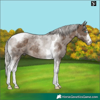Horse Color:Silver Brown Dun Merle Tobiano 