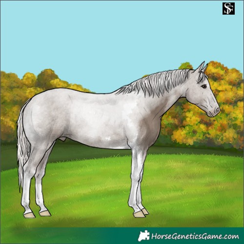 Horse Color:Silver Grullo Tobiano 