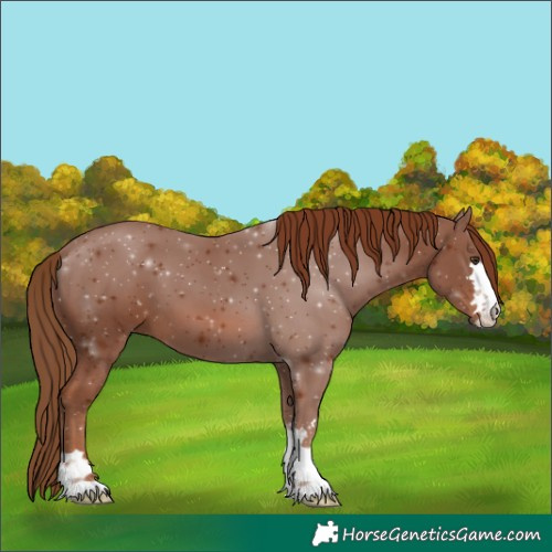 Horse Color:Chestnut 