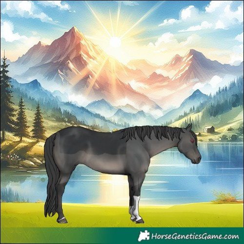 Horse Color:Black Tobiano
