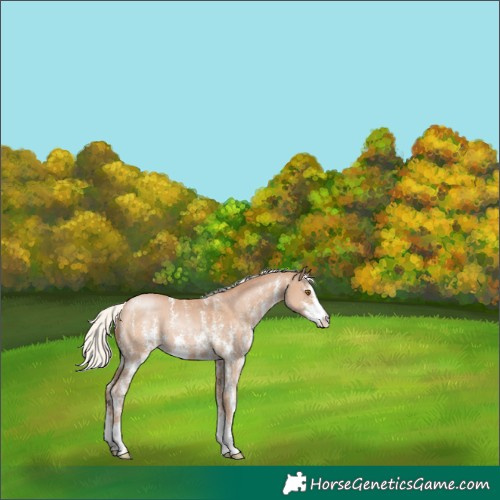 Horse Color:Silver Black Pearl Sabino