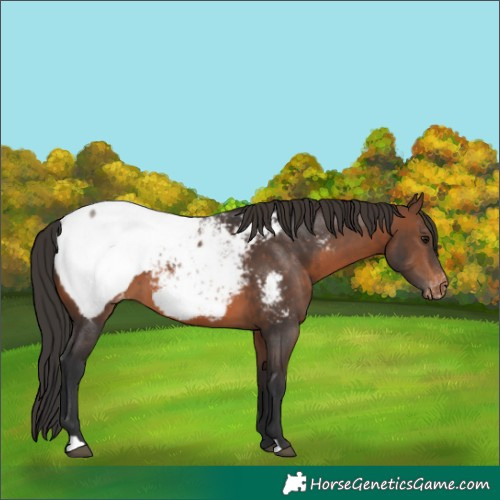 Horse Color:Brown Appaloosa