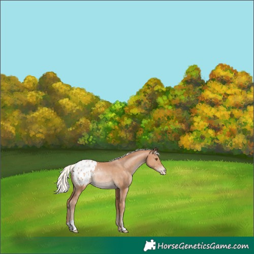 Horse Color:Silver Black Pearl Appaloosa Rabicano 