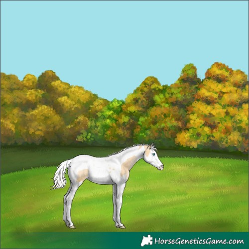 Horse Color:Palomino Pearl Splash Tobiano 