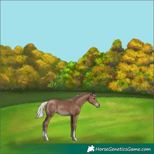 Horse Color:Silver Black 