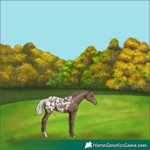 Horse Color:Silver Black Appaloosa 