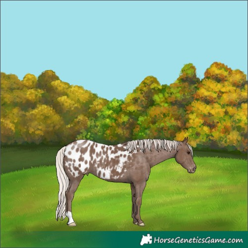 Horse Color:Silver Black Near Leopard 