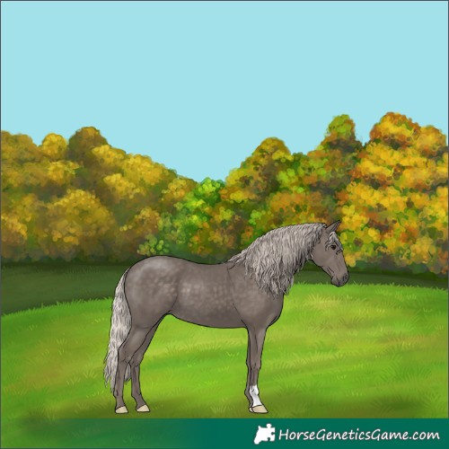 Horse Color:Silver Black