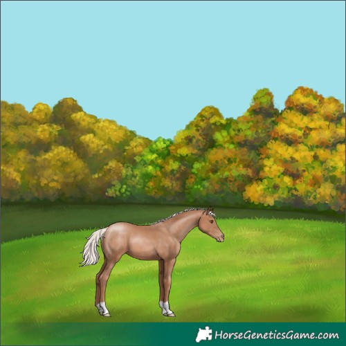 Horse Color:Silver Black Pearl 