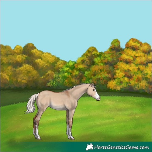 Horse Color:Silver Bay Dun 