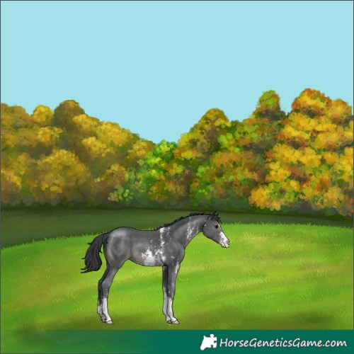 Horse Color:Black Sabino Appaloosa