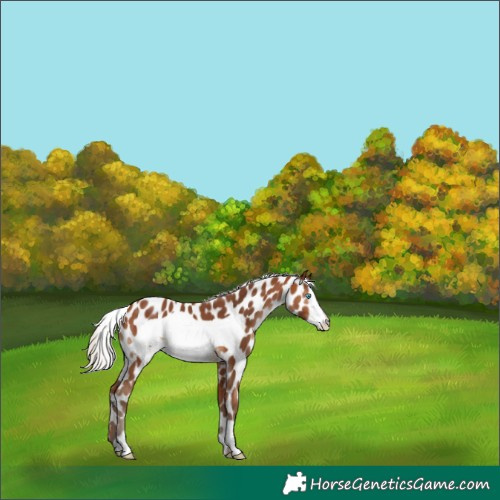 Horse Color:Silver Brown Frame Appaloosa 