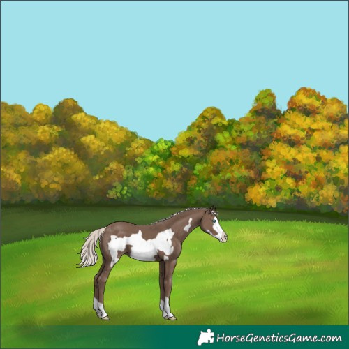 Horse Color:Silver Black Frame