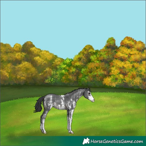 Horse Color:Black Sabino