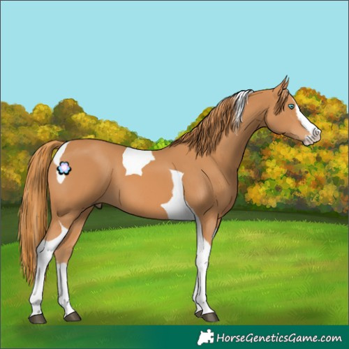 Horse Color:Chestnut Splash Tobiano