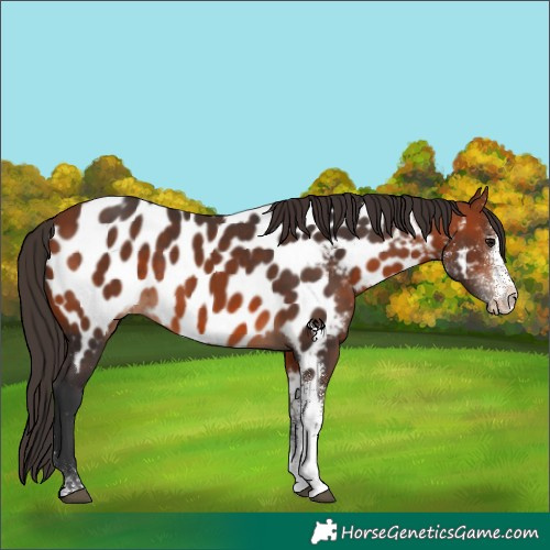 Horse Color:White Spotted Bay Appaloosa 