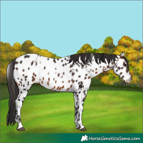Horse Color:White Spotted Brown Appaloosa