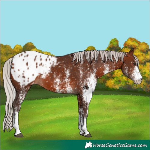 Horse Color:White Spotted Silver Brown Appaloosa