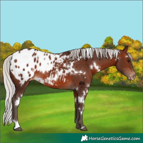 Horse Color:White Spotted Silver Brown Appaloosa