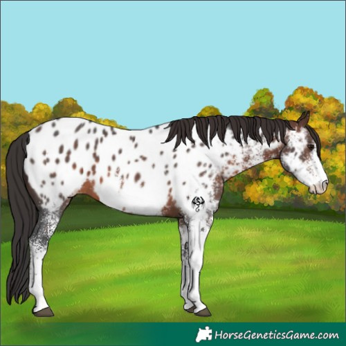 Horse Color:White Spotted Brown Near Leopard 
