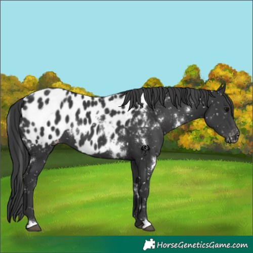 Horse Color:White Spotted Black Blanket 