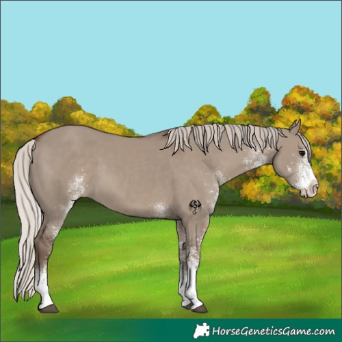 Horse Color:White Spotted Silver Grullo