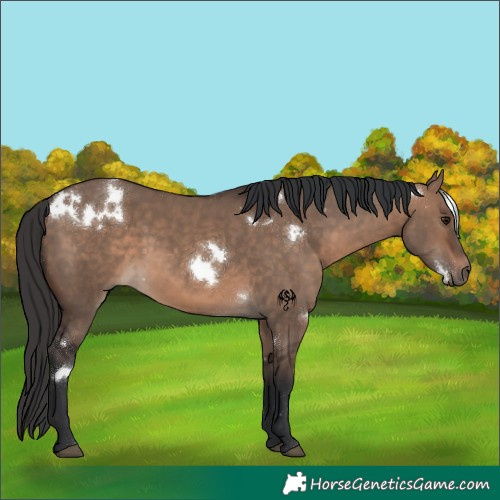 Horse Color:White Spotted Brown Dun
