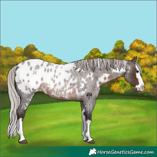 Horse Color:White Spotted Silver Brown Roan Splash Appaloosa 