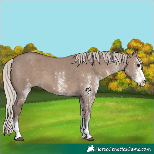 Horse Color:White Spotted Silver Grullo