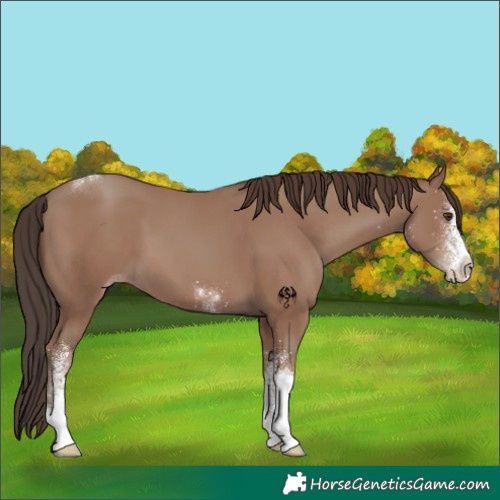 Horse Color:White Spotted Classic Champagne Tobiano 