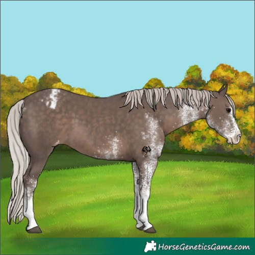 Horse Color:White Spotted Silver Black Varnish
