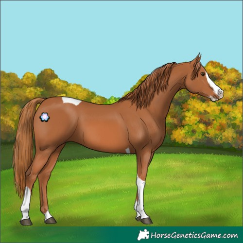 Horse Color:Chestnut Splash Tobiano 