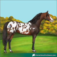 Horse Color:Bay Splash Appaloosa