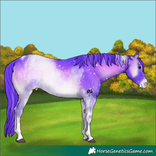 Horse Color:Watercolor Smoky Blue Onyx Tobiano Appaloosa