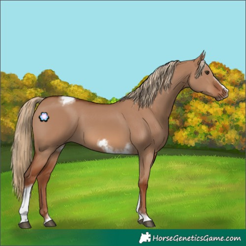 Horse Color:Red Dun Tobiano Frame 