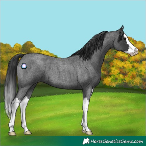 Horse Color:Blue Roan Splash 