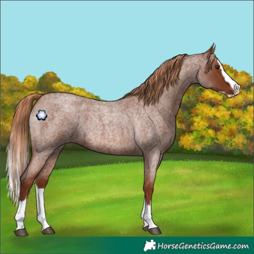 Horse Color:Red Roan Splash 