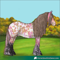 Horse Color:Palomino Near Leopard  and Buckskin Near Leopard 