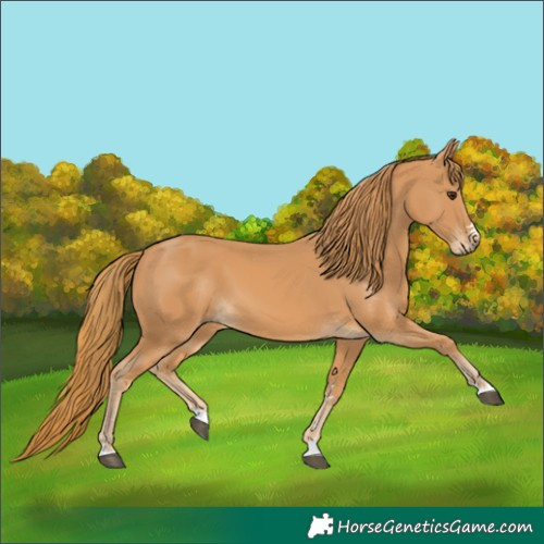 Horse Color:Unknown 