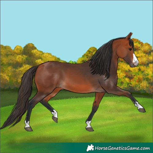 Horse Color:Unknown 
