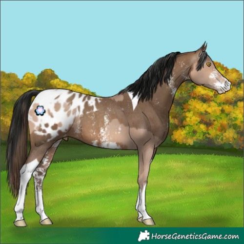 Horse Color:Amber Champagne Sabino Tobiano Blanket and Gray Amber Champagne Sabino Tobiano Blanket
