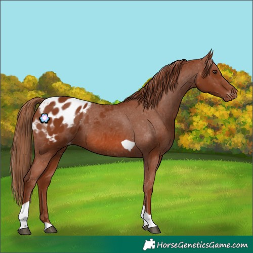 Horse Color:Chestnut Tobiano Blanket 