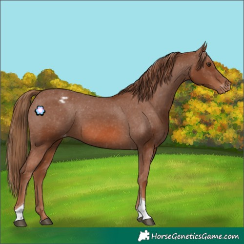 Horse Color:Chestnut Tobiano Appaloosa 